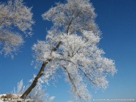 雪松