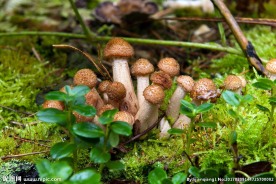 菌菇特写小清新图片