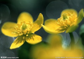 迎春花