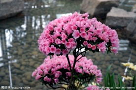粉色的小花