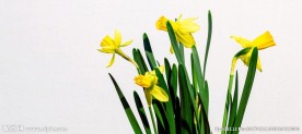 水仙花