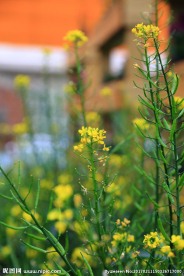 油菜花