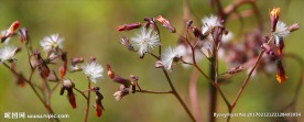 小草花   小花   小草