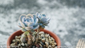鲁氏石莲