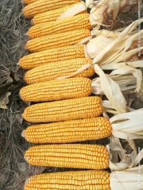 玉米