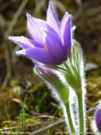 奈何草鲜花