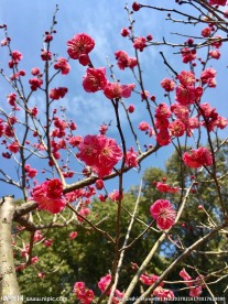 红梅
