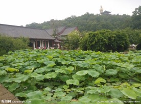 莲池