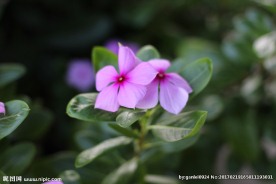 花朵图片