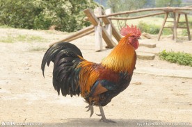 大公鸡