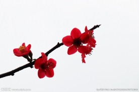 海棠花