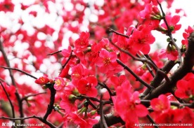 海棠花