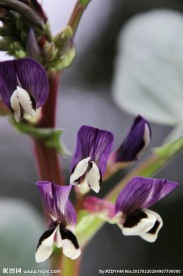 蚕豆花