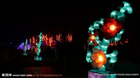 迎春花