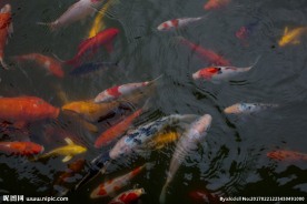 锦鲤 鲤鱼