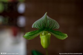 兰花