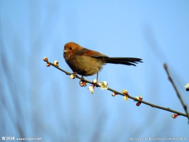 梅花雀