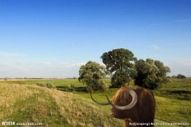苏格兰高原牦牛图片