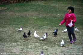 草地 鸽子 女孩