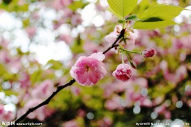 花春意