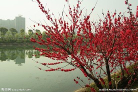 桃花园