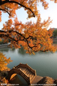 小桥河边秋景
