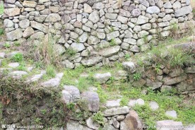 路上的小草