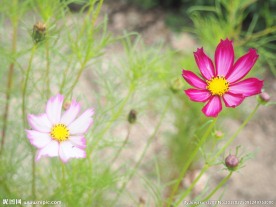 两朵小花