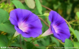 牵牛花