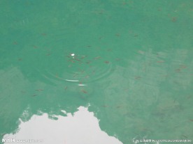 碧绿的湖水