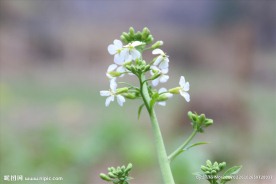 白色油菜花