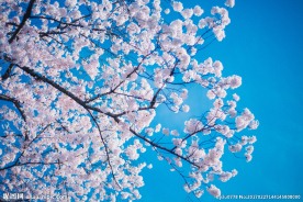 粉色樱花