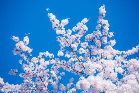唯美樱花