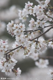 唯美樱花