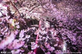 唯美樱花