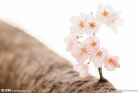 唯美樱花