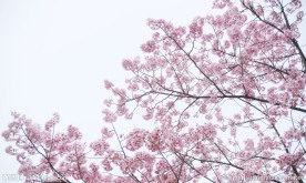 唯美樱花
