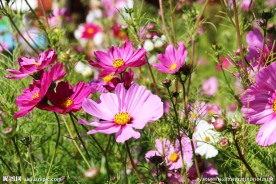 美丽格桑花