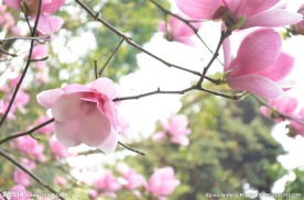 玉兰花图片