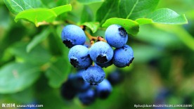 蓝莓