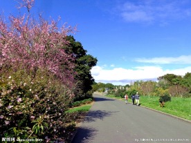 奥克兰植物园风景