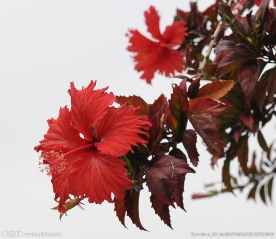 扶桑花 朱槿 红花 扶桑 赤槿