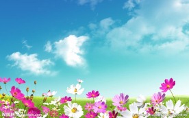 蓝天下的花丛