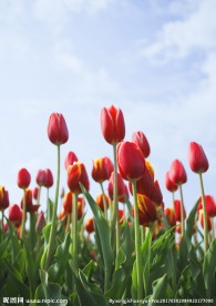 郁金香花朵图片