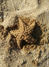 沙子制作的海星