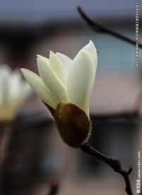 玉兰迎春