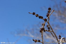 春天榆树嫩芽