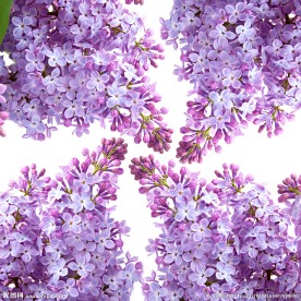 丁香花