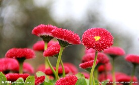 雏菊 高清图片