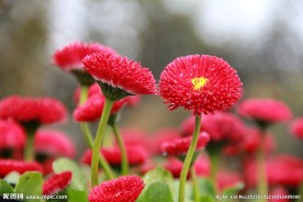 雏菊 高清图片